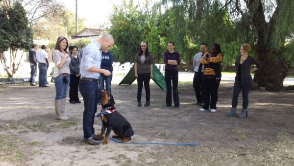 dog-trainer-courses-on-campus-and-online