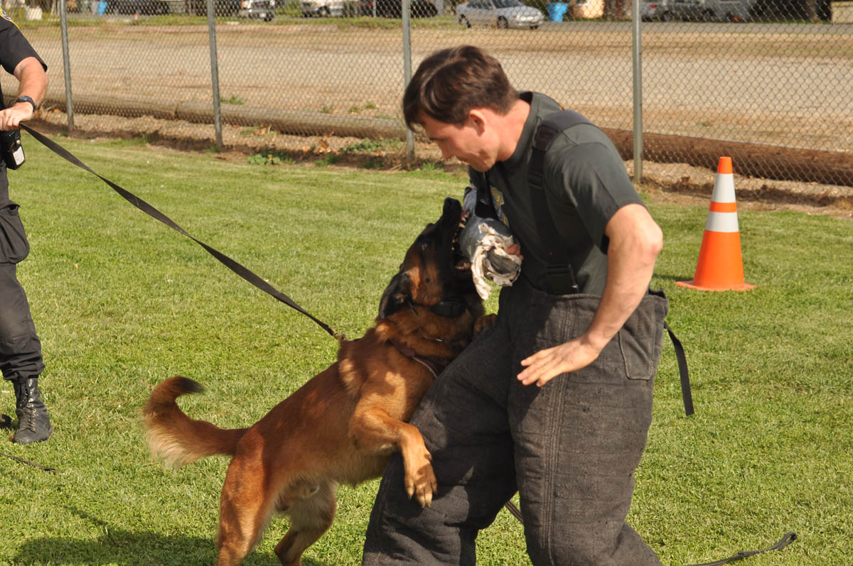 Police Dog Training - K9 Dog Training