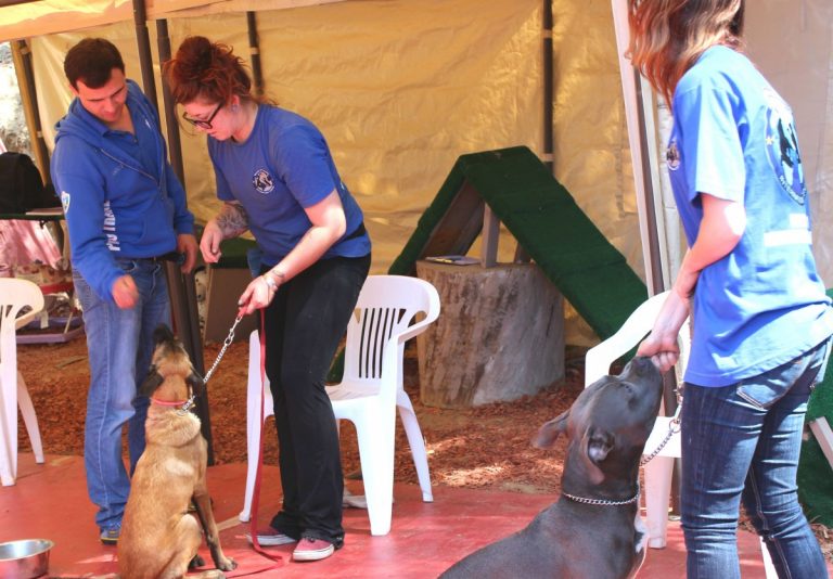 Dog Trainer Course Royal Dog Academy