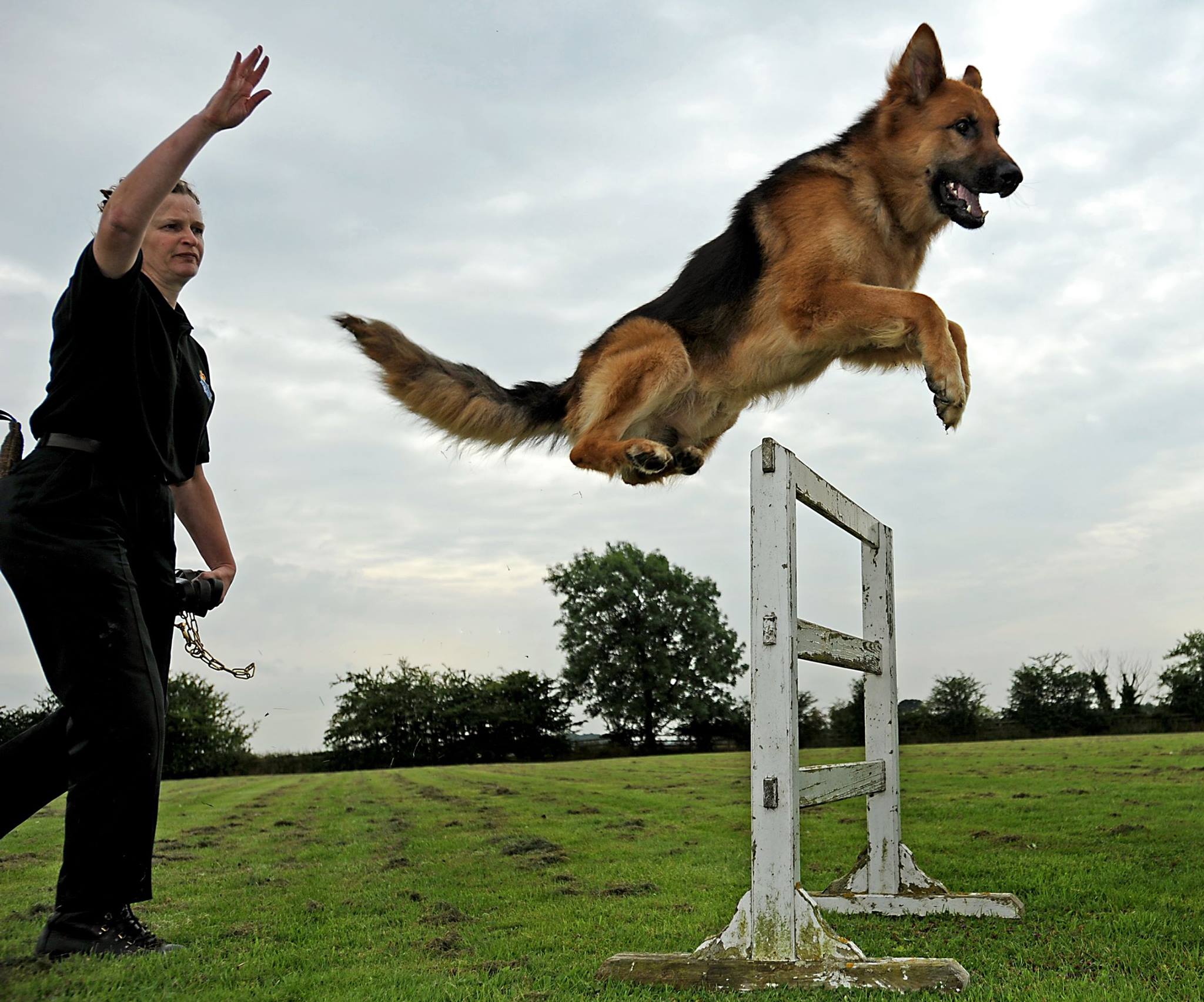  Guard Dog Training Royal Dog Academy