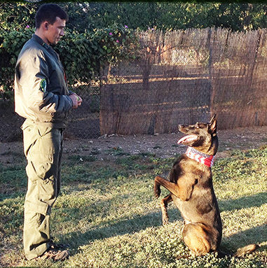Dog Training | Command Canine