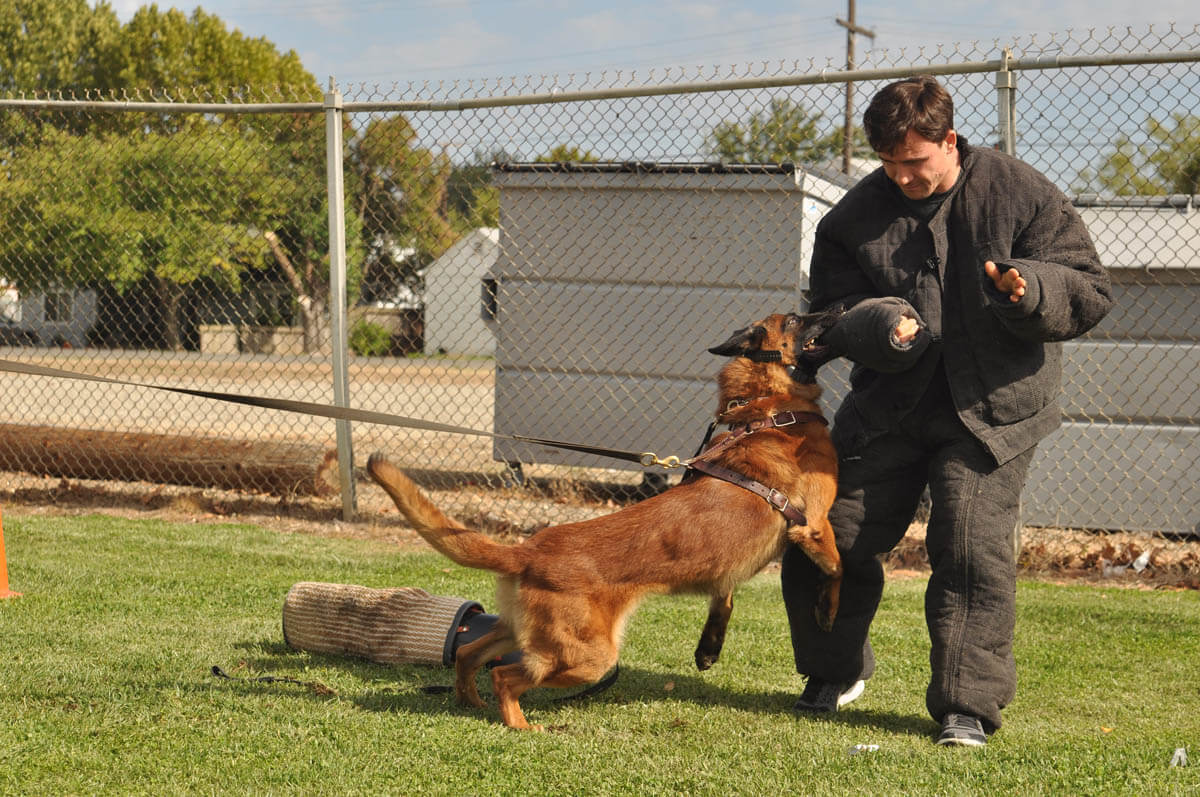 Police Dog Training Royal Dog Academy