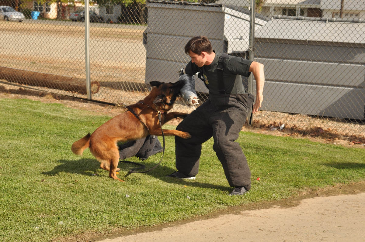 Police Dog Training Royal Dog Academy