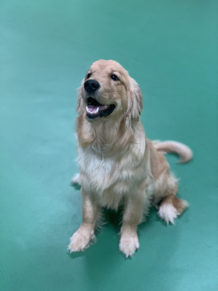 Cooper (male) Golden Retriever - Royal Dog Academy