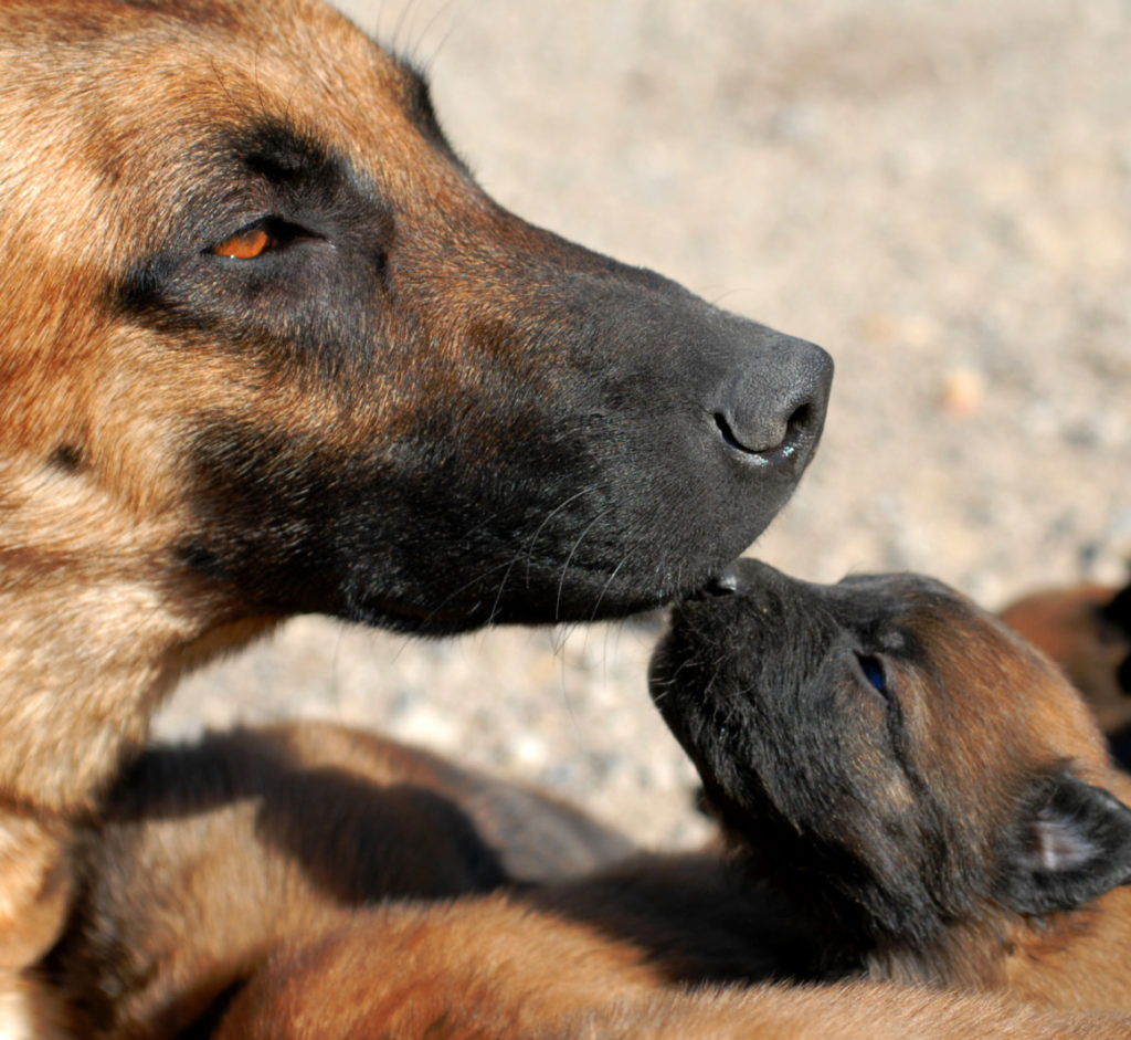 Belgian Malinois puppies - Royal Dog Academy