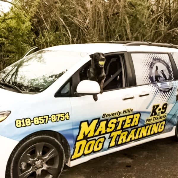 Training of the dogs in Beverly Hills - Master Dog Training